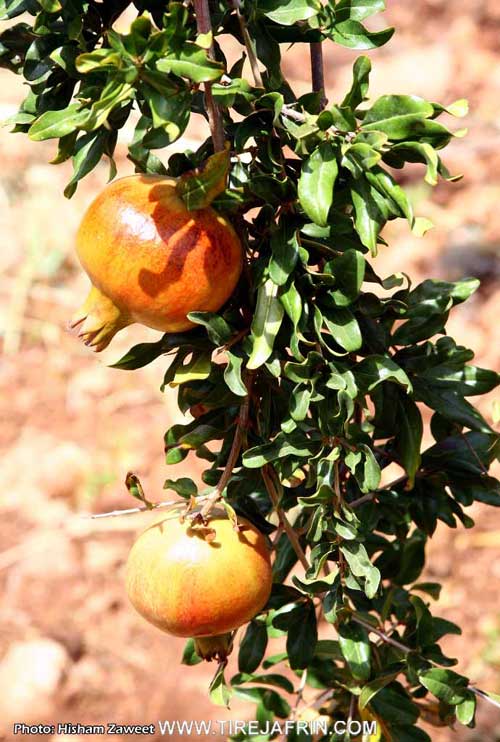 Photo of Basûtê